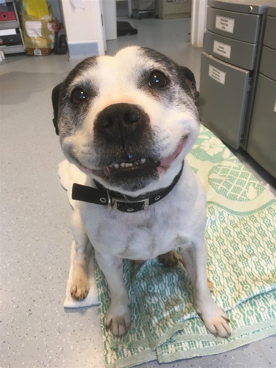 The_Blue_Cross's tweet photo. That smile 😁 Bennie is such a friendly lad who would LOVE to find a new owner who will spend lots of time giving him cuddles. Can you help? https://t.co/DhOUwHG50A https://t.co/WLZRs2p0X0