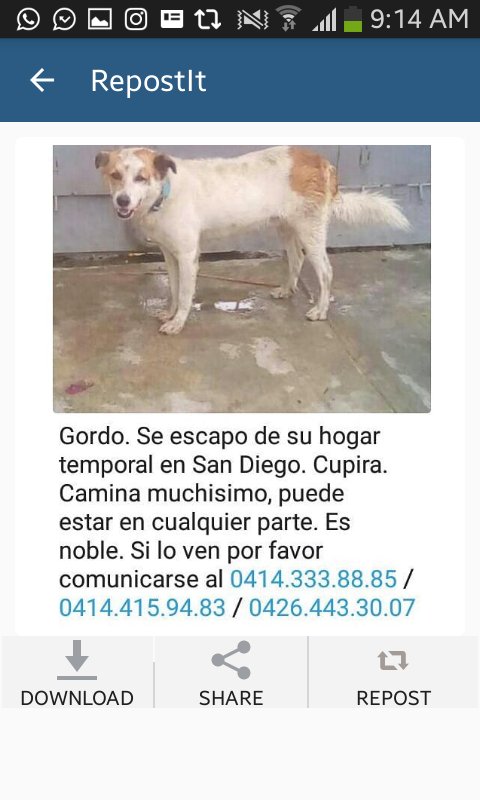 PerroUsuario tweet picture