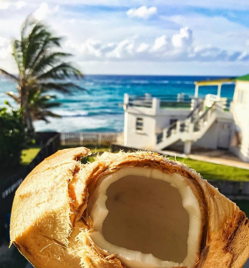 Barbados's tweet photo. What is one thing in Barbados that you're totally coconuts about? #VisitBarbados  #LoveBarbados 

📸: travelbini on IG https://t.co/ZwesmPiK1x