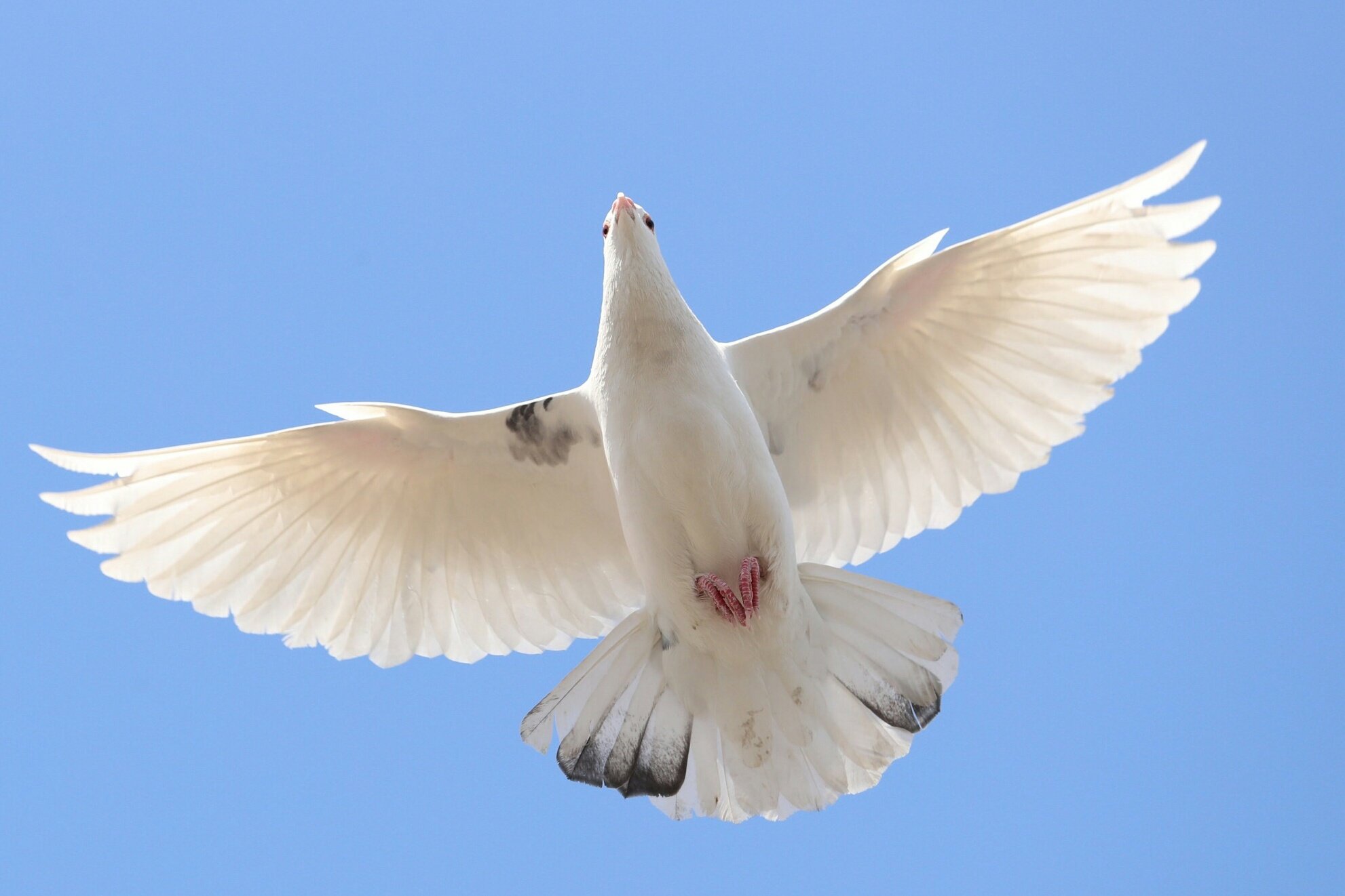 Kodabato 白い鳩は美しい ホワイトデーだから白い画像貼る 鳩 T Co Q2ow0sws2m Twitter