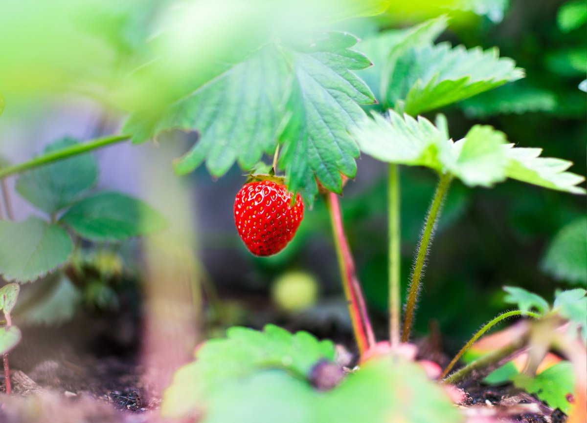 TimeAgro's tweet photo. This #statistic shows the estimated total amount of #strawberries produced in the World in 2016. 

🔝TOP5  Production Strawberries🍓 in 2016, MT:
China - 3.8
United States - 1.4
Mexico - 0.5
Egypt - 0.5
Turkey - 0.4

#agricultural #agribusiness #berries #smallfruit #agrotime https://t.co/LA2QeWbWIx