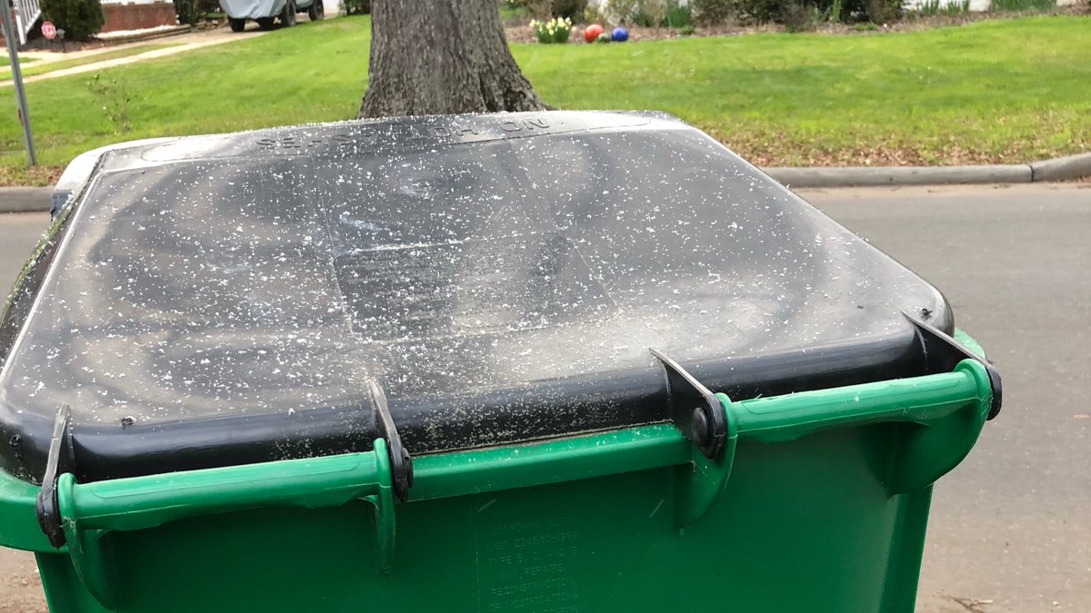 AdamsFamilyTzus's tweet photo. That is #notdandruff on the recycle bin. It is a fierce accumulation of #snow March 14 https://t.co/15r1AloqQ8