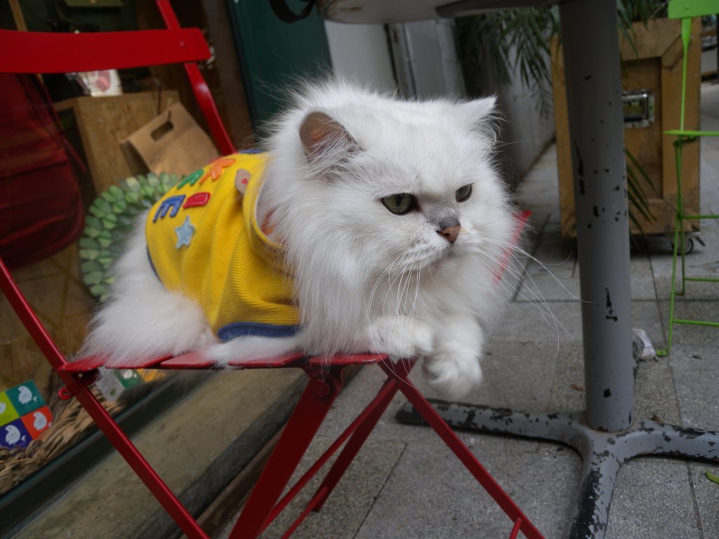 hong kong wildlife rachelceramics.com/2012/12/28/hon…