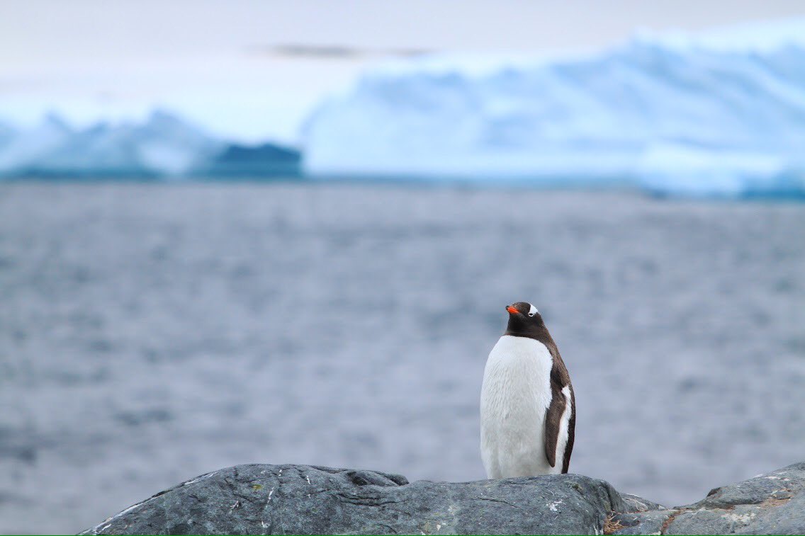 DorisFurcic's tweet photo. 5 jaar terug was ik op #Antarctica, een en al high van de zeeziektepillen, met harde tepels en als je goed kijkt zie je ook dat ik raar ben gaan kijken door de k-k-kou.

#travel #reizen #traveler #Penguins #Storyteller https://t.co/uSdc9hMHsv