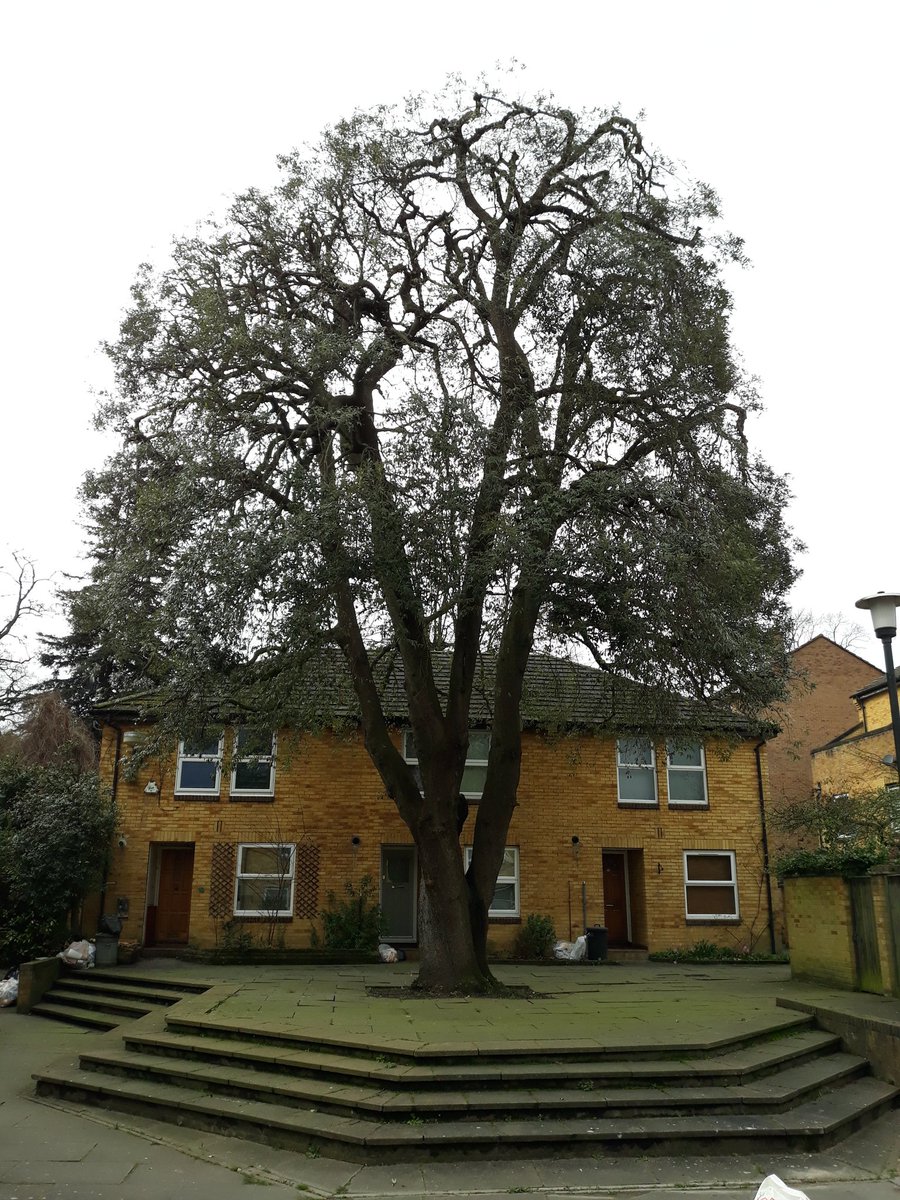 WimbledonTrees's tweet photo. Holm oak crown reduction in wandsworth🌳✂️🍃
#treesurgeon #treeservice #treepruning #wandsworth #southlondon #maintanance
#treemanagement https://t.co/ZXpAI2AUeL