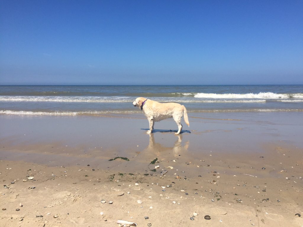 Vandaag overleed onze Lu. 15 jr lang onze prachthond❤️ https://t.co/318vWOZA2v