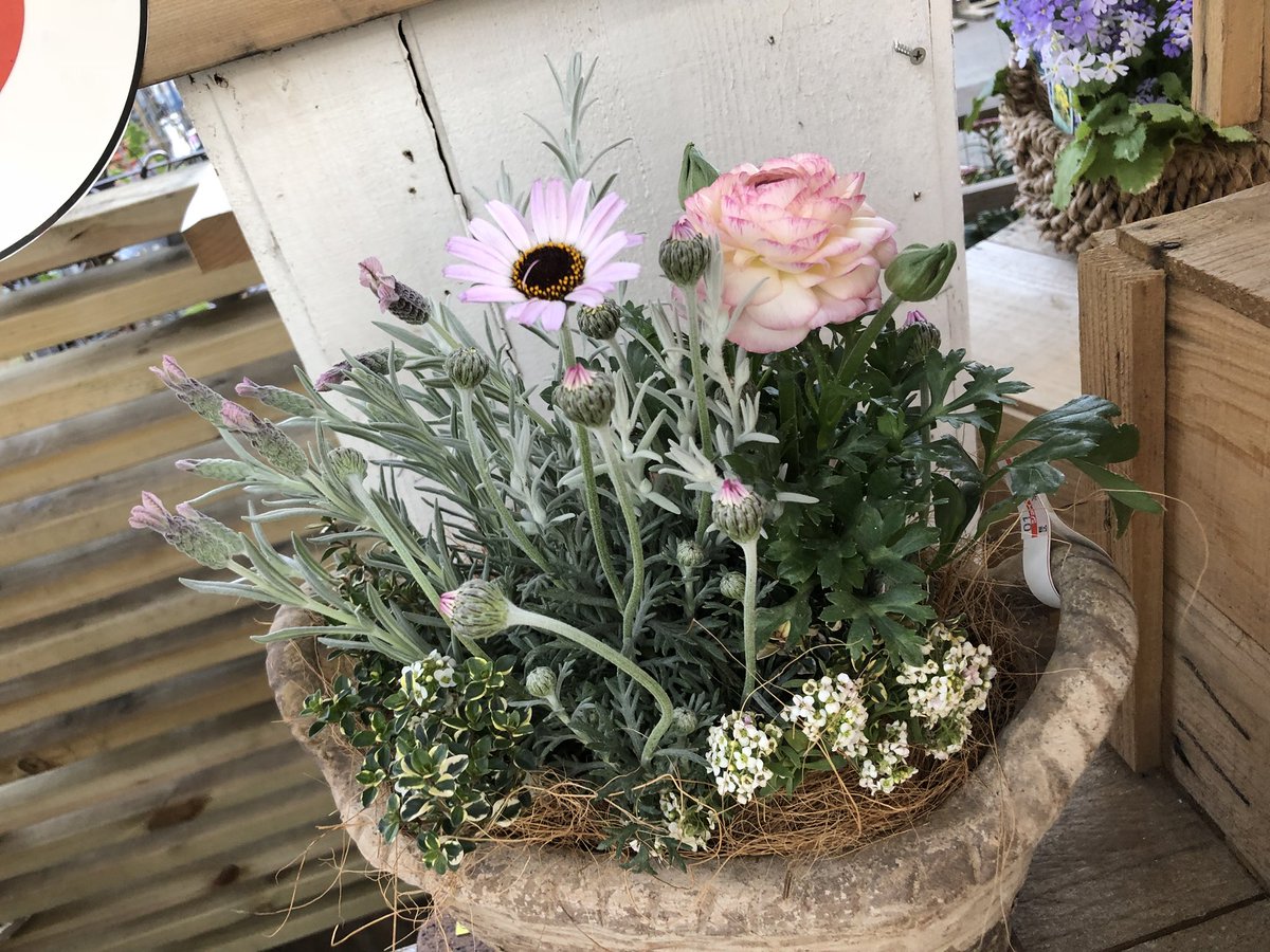 花探し