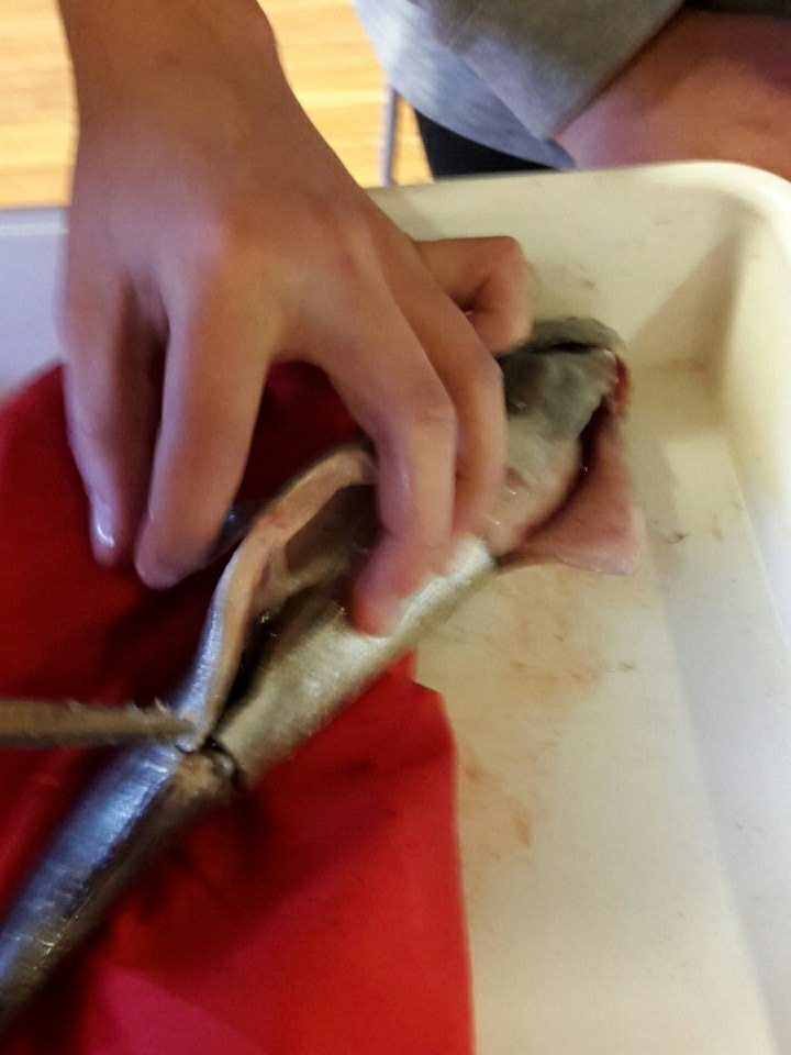 nap_anders's tweet photo. #Dlabprojectday3 dissecting fisk https://t.co/H3WT2kDtx9