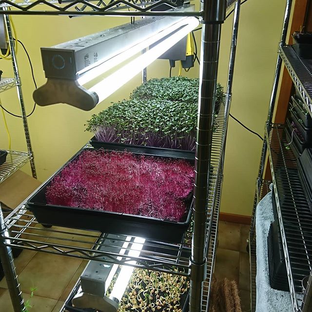 sureformsandbc's tweet image. Red amaranth is doing its Red thing. #microgreens #sprouts #vegbitches #growyourown #survivalskills #growindoors #victoria#australia #amaranth #redamaranth