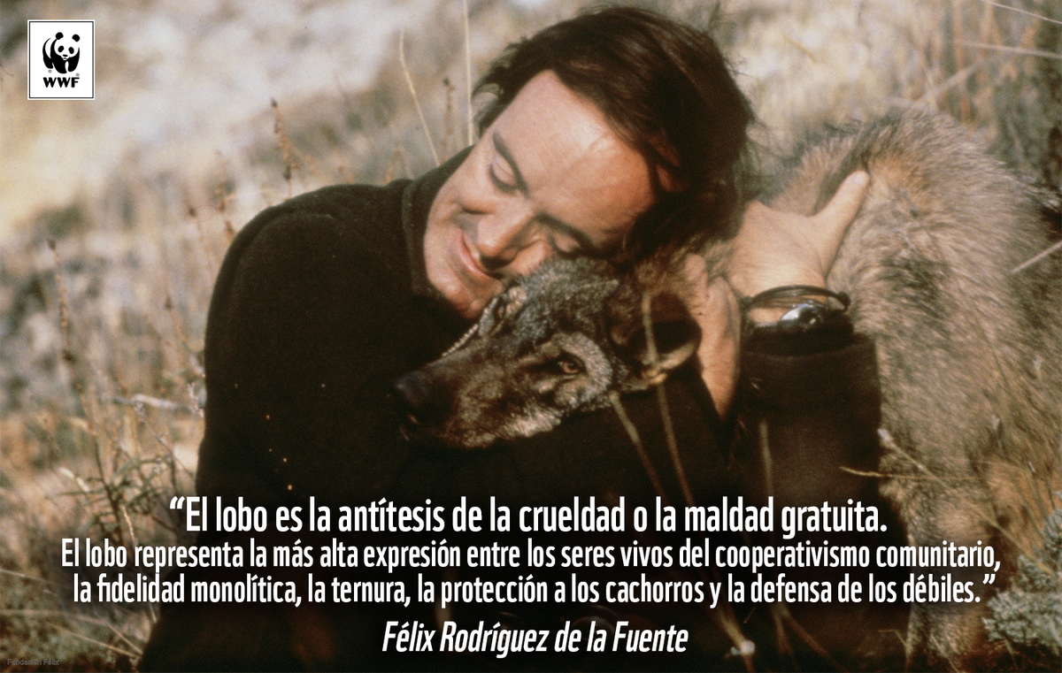 WWFespana's tweet photo. Hoy se cumplen 90 años del nacimiento de nuestro fundador, Félix Rodríguez de la Fuente. Seguimos defendiendo sus linces, sus buitres, sus lobos... #GraciasFelix por enseñarnos a amar y respetar la naturaleza https://t.co/ZGsFO1JHWv