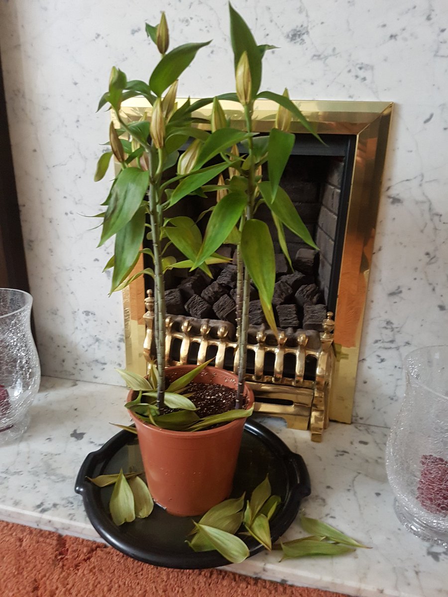 Miss_LAH's tweet image. . @marksandspencer I bought my mum a beautiful potted lily plant on Saturday for mother's day. And even with tlc the plants now dying. Very disappointed for the cost. 😔
