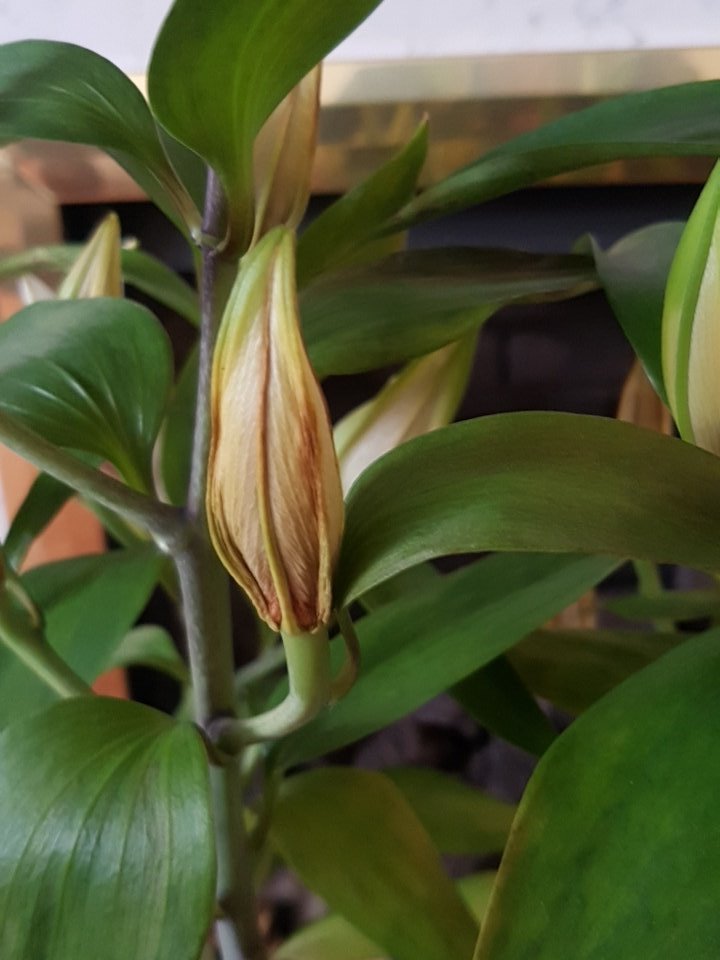 Miss_LAH's tweet image. . @marksandspencer I bought my mum a beautiful potted lily plant on Saturday for mother's day. And even with tlc the plants now dying. Very disappointed for the cost. 😔