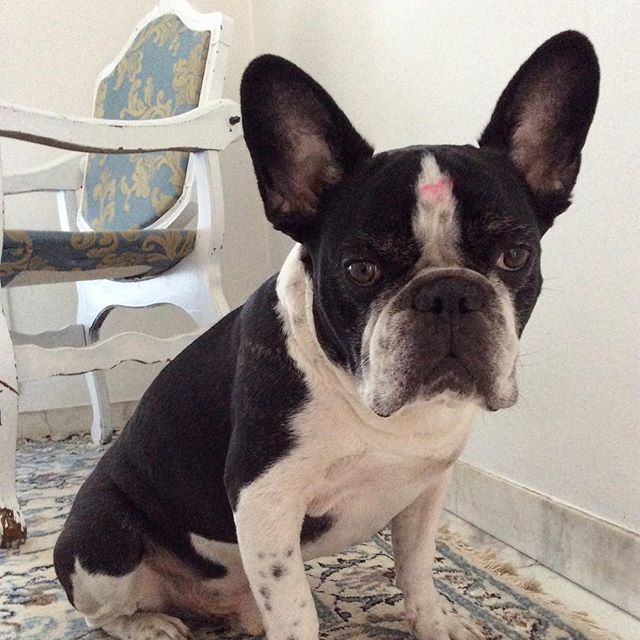 superfluonec's tweet photo. "Cosa avrò di strano stamattina che mi fa più foto del solito?".
.
.
.
.
.
.
#dogs #etsysellers #dogmiami #miamidog #nydog #maltese #pug #carlino #bostonterrier #boxer #dogsofinstagram #bouledoguefrancais https://t.co/ogRreJG0V0 https://t.co/FJIhCYpNli