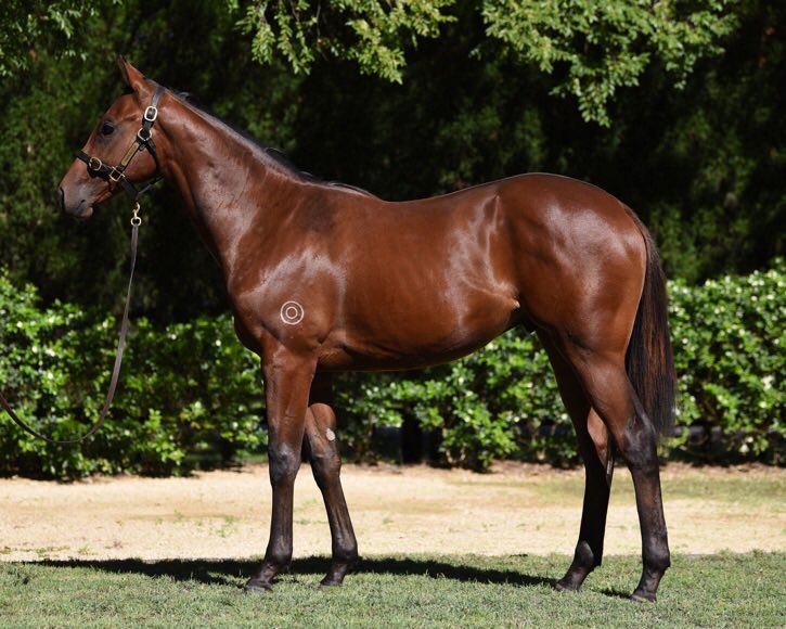 hearttbreds's tweet photo. Shares selling fast in this @mmsnippets Foxwedge colt - 1/2 to G1 winner Nechita. Amazing price for a blueblood MM horse. @R1CHARDFREEDMAN to train. Being broken in now. https://t.co/tGMFMUVV1W AFSL 288 213 https://t.co/4i8afUbuAZ