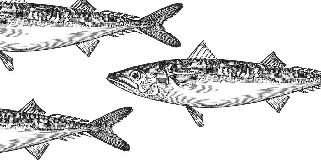 WeDoJapan's tweet photo. What do Japanese people mean by "reading the mackerel"? https://t.co/dVmJoJGPJO https://t.co/duTNYMt6pg