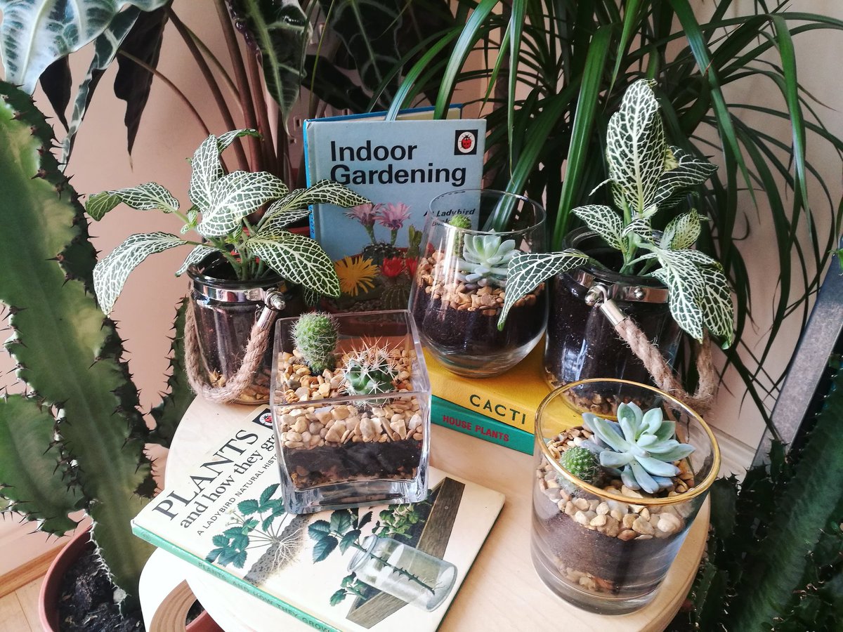 Potted Fittonias and mini terrariums now available! 

#terrarium #cactus #succulents #cacti #houseplant #indoorgardening #etsy #handmade #madeinnottingham