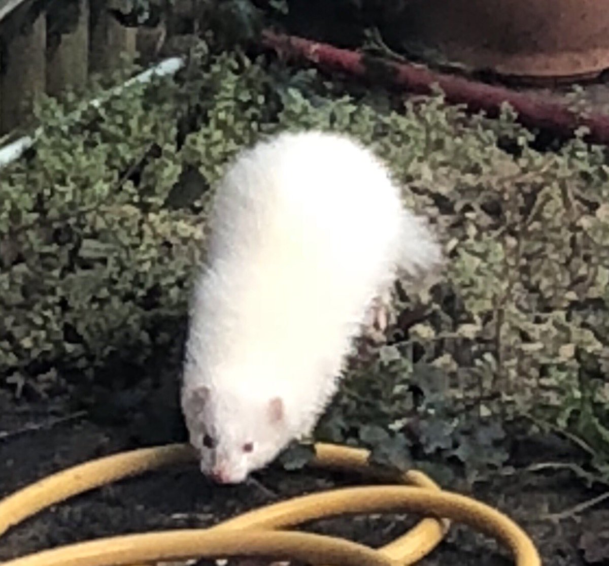 TinselTheCat's tweet photo. Good morning furriends. Great drama this morning. I was patrolling as usual &!a ‘ferret’ appeared in my garden🙀 It wouldn’t stay still. Mummy quickly got me in & Daddy is trying to find out where it came from. I’m monitoring the situation from inside. #FerretGate #FerretPatrol https://t.co/ClKD602b3m