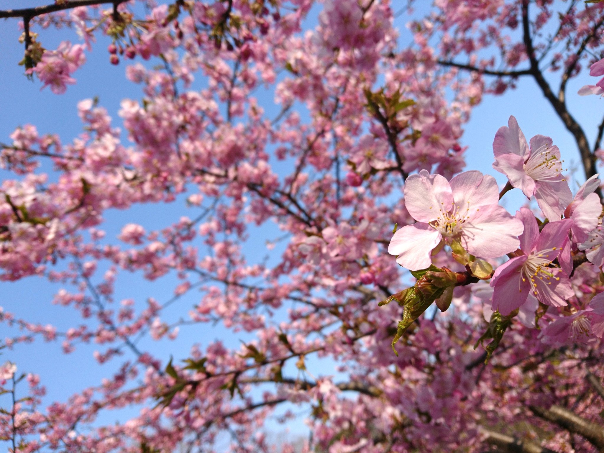 名古屋市東山動植物園 早咲きの桜として知られるカワヅザクラ 河津桜 が満開 見頃を迎えております 植物園桜の回廊にて 3 4枚目地図参照 東山動植物園 カワヅザクラ 河津桜 T Co Ckdx4kqoot Twitter