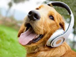 Did you know that dogs can enjoy music too? 👀 #doglovers #dogfriends #DogLover
