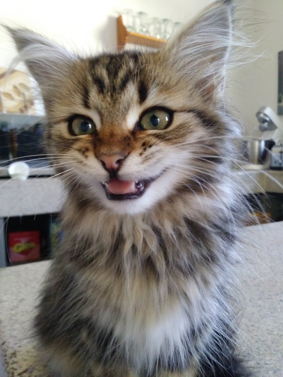 JaxDraggo's tweet photo. If this isn't the cheekiest picture of my kitter I don't know what is https://t.co/WGNQ8bIoCo