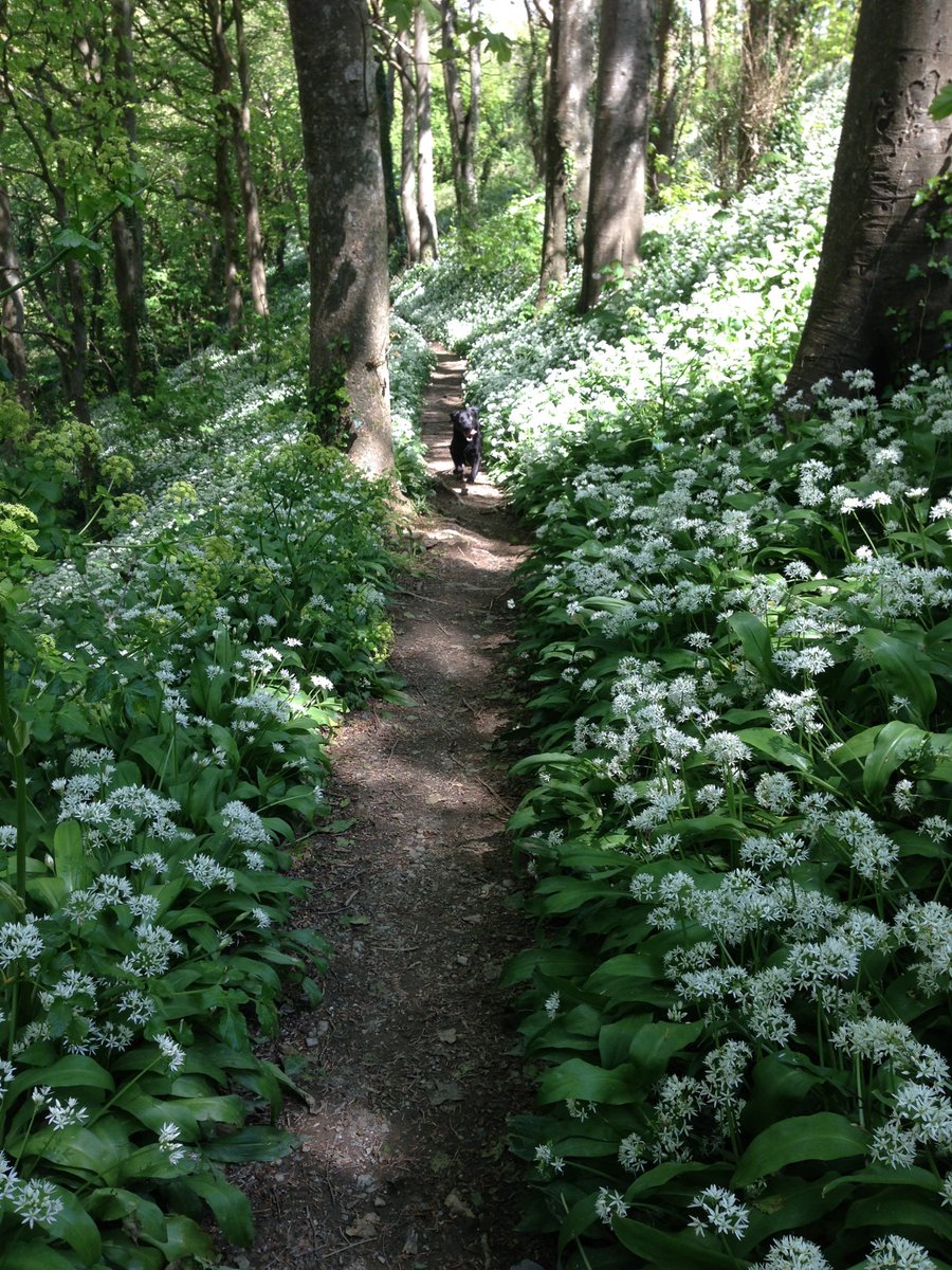 cornishyarg's tweet photo. Won’t be long before Cornish woodlands look and smell like this, which means we’re gearing up to pick those young green leaves before they flower #wildgarlic #springcheese https://t.co/qdWdA0hcPS
