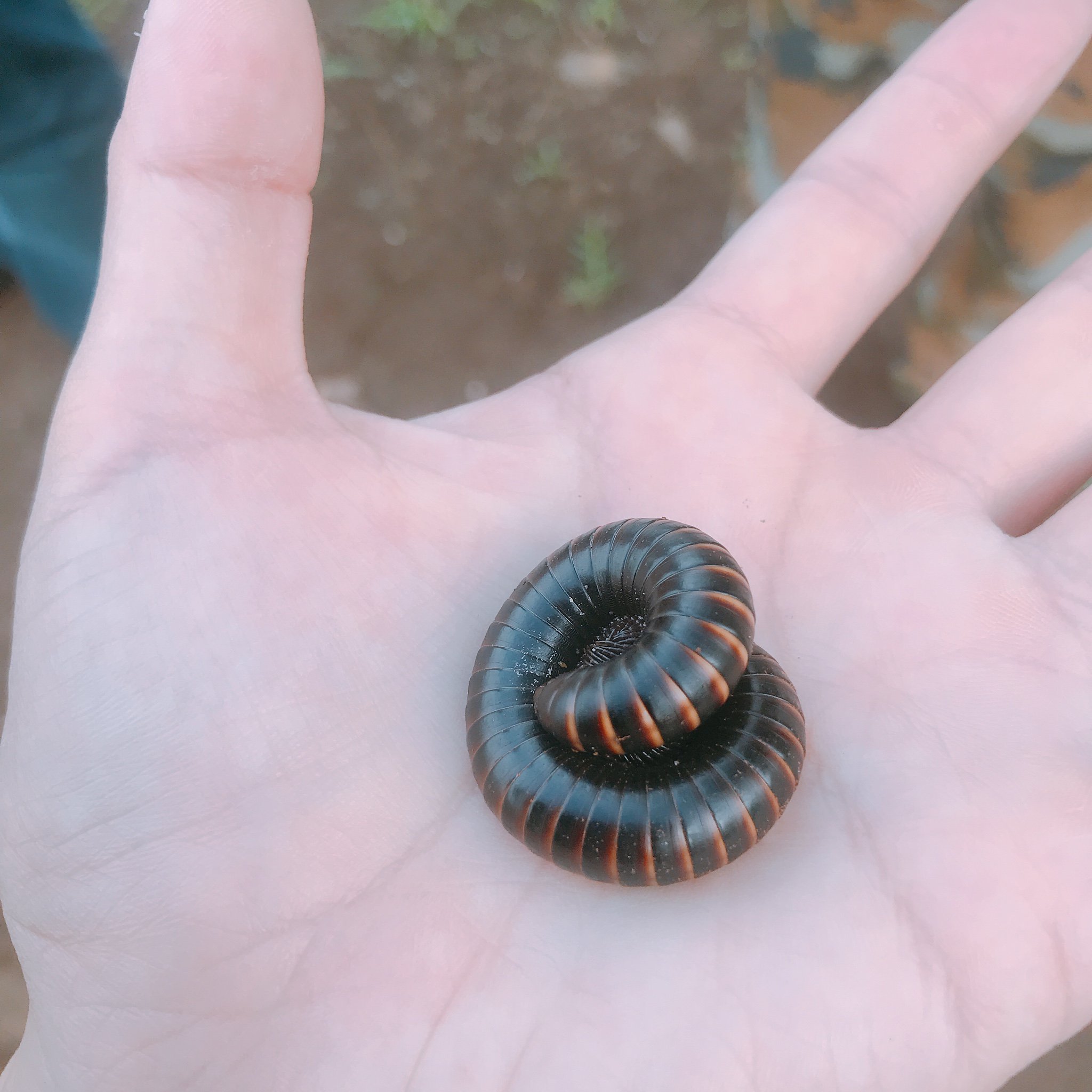 水野 裕子 虫画像注意 ウガンダで見つけた巨大ヤスデちゃん T Co 1c8wqcurxf Twitter