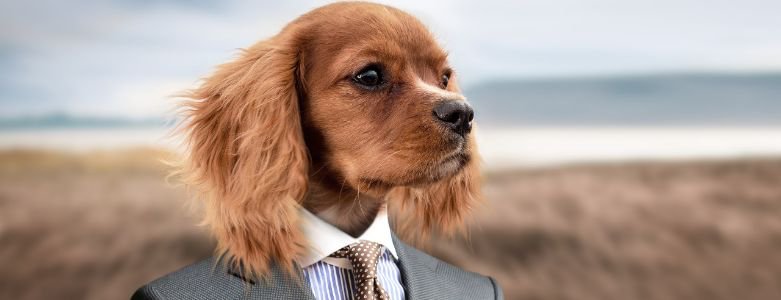 Je #geest is een krachtige onderdaan. Wanneer je jouw geest in je #voordeel wilt gebruiken, dan moet je investeren in een 'puppycursus' voor jouw mind. Wil jij leren hoe je #positieve gedachten kunt apporteren in plaats van negatieve? Lees dan deze blog! ow.ly/7nIm30iUSGr