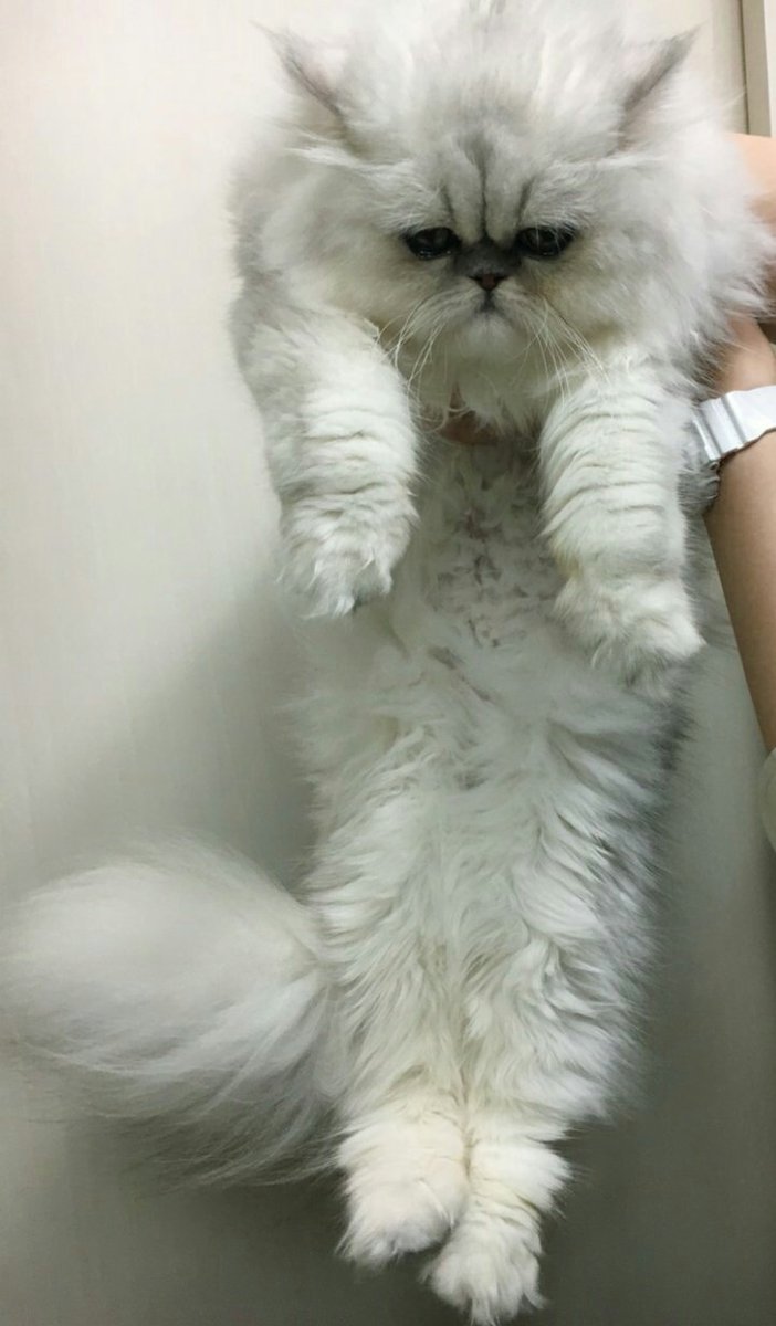 spacecat_omeme's tweet photo. ��われた宇宙猫🚀🌏🐱

#宇宙から来た
#猫
#スペースキャット
#おめめ
#ゆめかわいい
#ペルシャ
#囚われた宇宙猫 https://t.co/xhjWGk6wr9