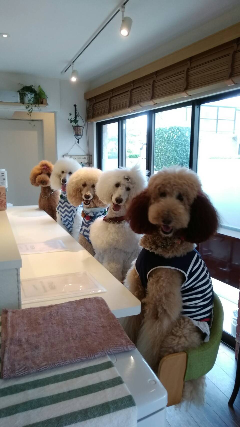 スタンプーくうちゃん Twitter Search Twitter