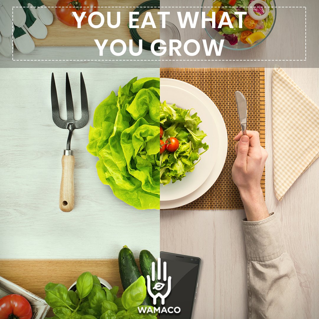 Wamaco_India's tweet photo. The best things in life are self-made. It's time when we should learn to grow our own food.
#growyourownfood #composting #gardening #homegrown #wastemanagement #eatfresh #homegardening #terracegarden #kitchengarden #eatpure #selfmade #environment #soilcompost https://t.co/R0y2yowg9o