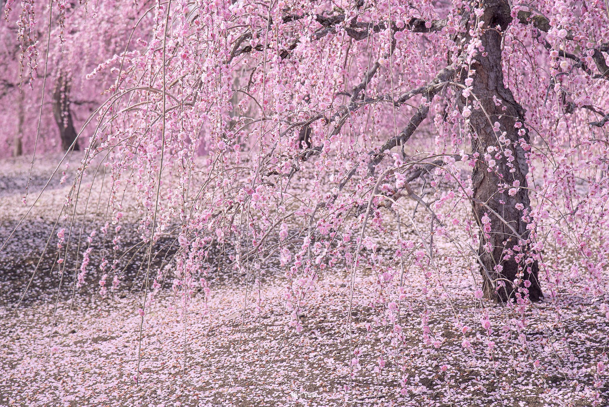 360度梅桜の花？アニメの世界に入ったみたいｗ