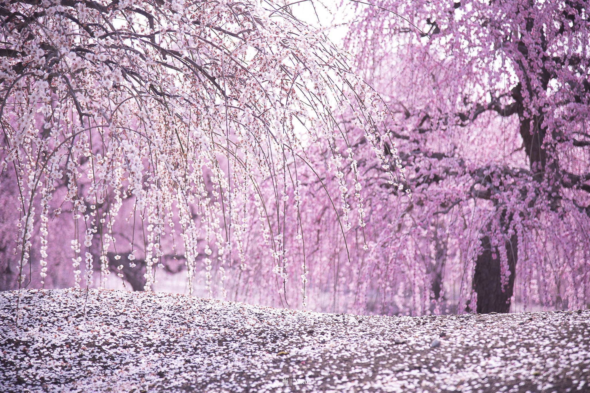 360度梅桜の花 アニメの世界に入ったみたいｗ 話題の画像プラス