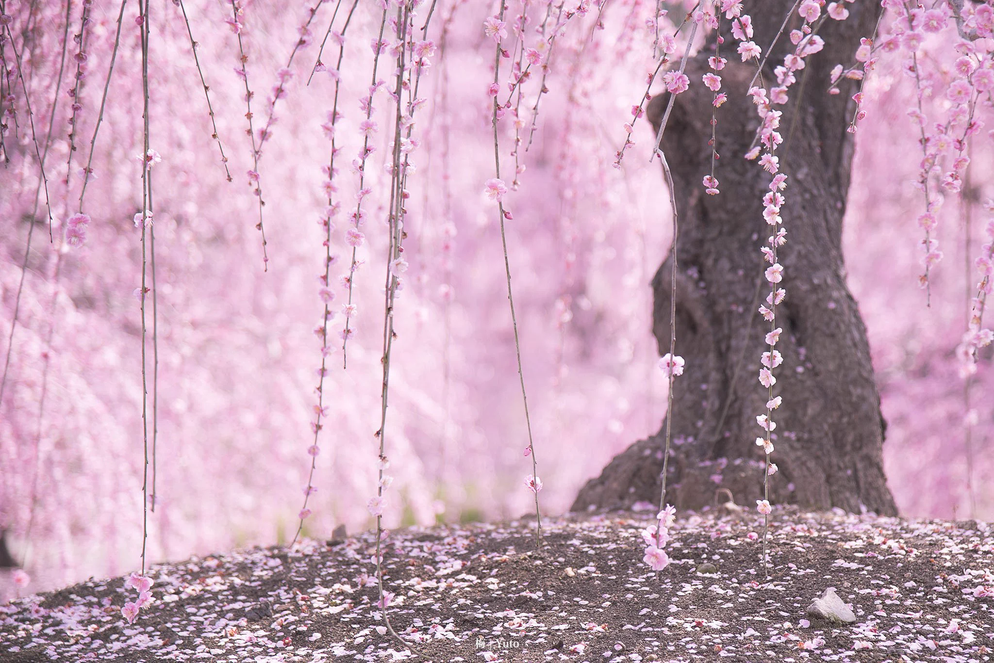 360度梅桜の花？アニメの世界に入ったみたいｗ
