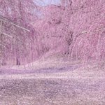 360度梅桜の花？アニメの世界に入ったみたいｗ