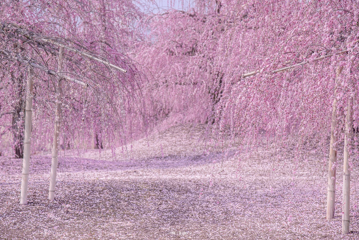 360度梅桜の花？アニメの世界に入ったみたいｗ
