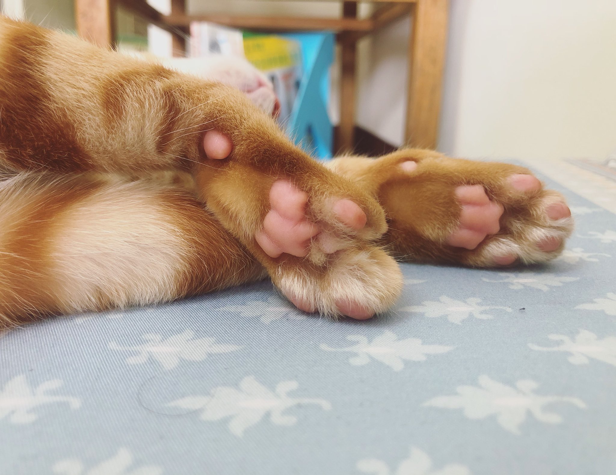 Amber Twitter પર 粉紅色的肉球 喵 貓 橘貓 肉球 睡覺 粉 粉紅色 Cat Meow Orangecat Pink Sleep Cute Love Daily Life Gooddream 猫 肉掌 掌 Hand Mommyandme T Co Bpontefbt9 Twitter
