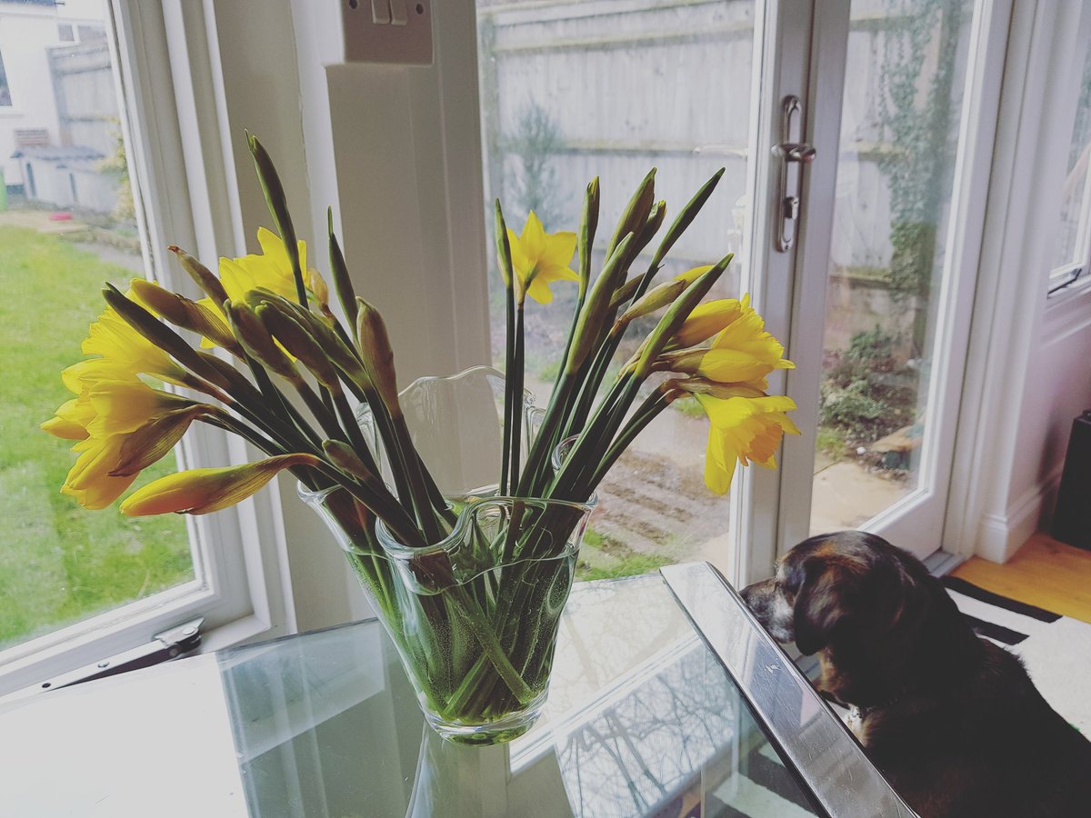 triz_uk's tweet photo. #workingfromhome #puppylove https://t.co/MNEwHcGTFi