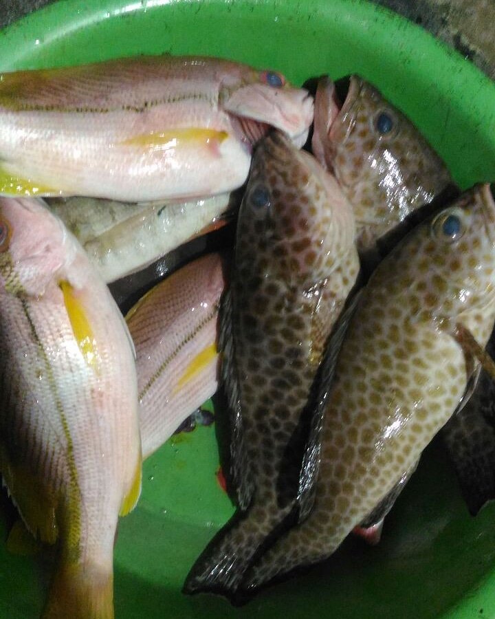 Seger Seger Turun Ti Kapal