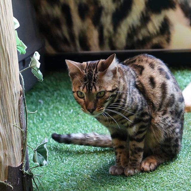 o8mimo8o's tweet photo. #原宿乃ヒョウ猫の森 #ヒョウ猫の森 #bengle #bengalcat #ベンガル #ねこ #ふわもこ部 #ふわもこ部猫 #ねこ部 #猫 #cat #catcafe #canoneos8000d #猫好きさんと繋がりたい #にゃんすたぐらむ #猫カフェ https://t.co/IojykqEIek https://t.co/WyxpcWlWDd