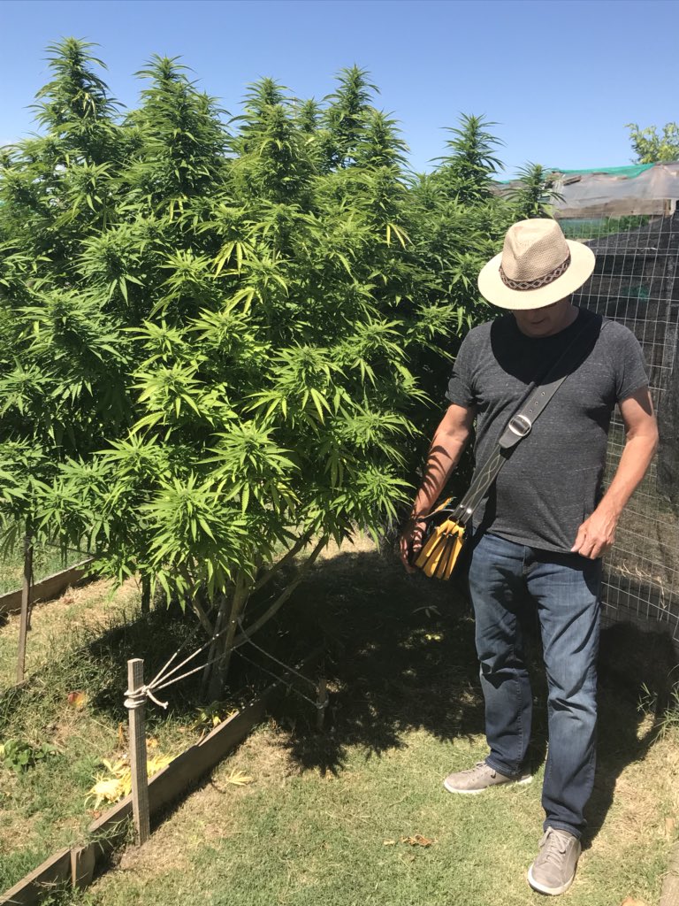 MarcScottEmery's tweet photo. Australia, England, Canada, all want to be export kings of cannabis while still criminalizing their citizens at home by saying marijuana doesn’t even have medical value. https://t.co/ftznMh3AFJ