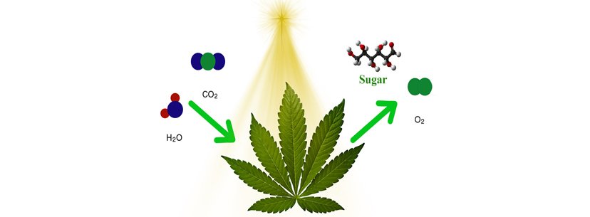 bit.ly/2FSussJ  Ideal Temperature For Marijuana Plants