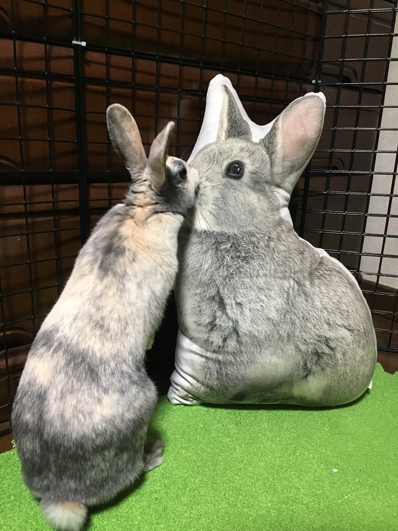 うさぎ ニトリのうさぎクッションを母がお前好きだろって買ってきてくれたのでコレットに見せびらかした チューしてた ちくしょう うさぎ うさぎ好きさんと繋がりたい T Co Wgbrsfc5zc Twitter