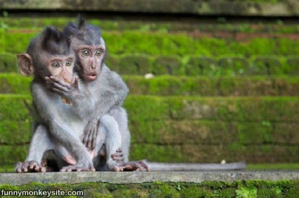ItsGaurang's tweet photo. Bhakts after #Gorakhpur, #Phulpur Results https://t.co/WJ7doL9vun