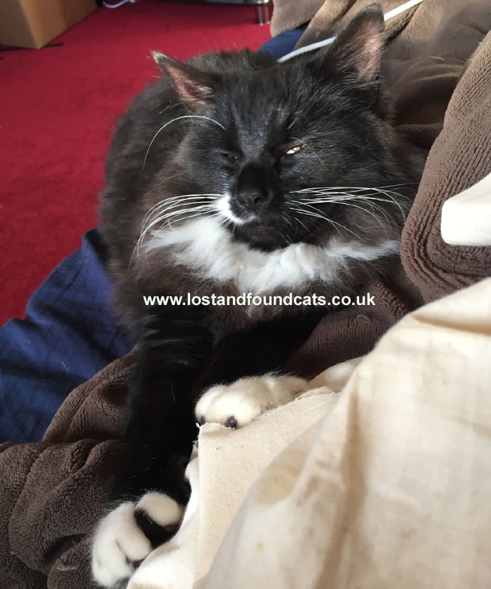 catswestmids's tweet photo. 3056 LOST - Snowy
MISSING from Ettingshall, Bilston, WV14 on 7/2/18
MALE 16 months old
COLOUR Mainly black with white to paws and chest and white to right side of his nose. Yellow/Green eyes. Crossed with Mainecoon very fluffy https://t.co/ngD6NSKWeq