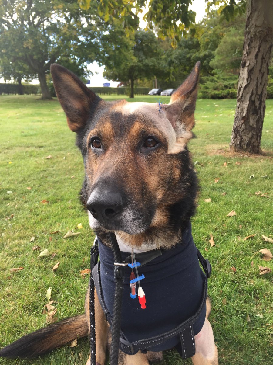 PDSAPetLife's tweet photo. We’re excited to announce that Police Dog Finn will be collecting his PDSA Gold Medal at #PetLife18 in May. Finn won a gold medal for his outstanding bravery. There will be opportunities to meet &amp; greet the famous Finn &amp; lots of other incredible service dogs!#FinnsLaw @PDSA_HQ 🐶 https://t.co/OFfUcDHaaV