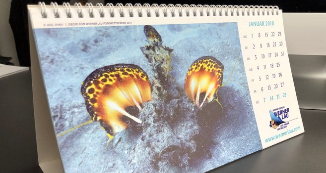 Taucher.de tweet media