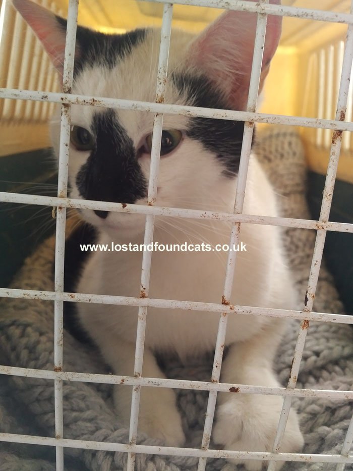 catswestmids's tweet photo. 3057 FOUND
Dudley DY4
Black &amp; White
Further information withheld for ID purposes https://t.co/LS2AK2kkUI