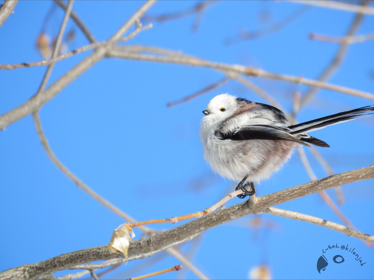 すべての花の画像 元の北海道 白い 鳥