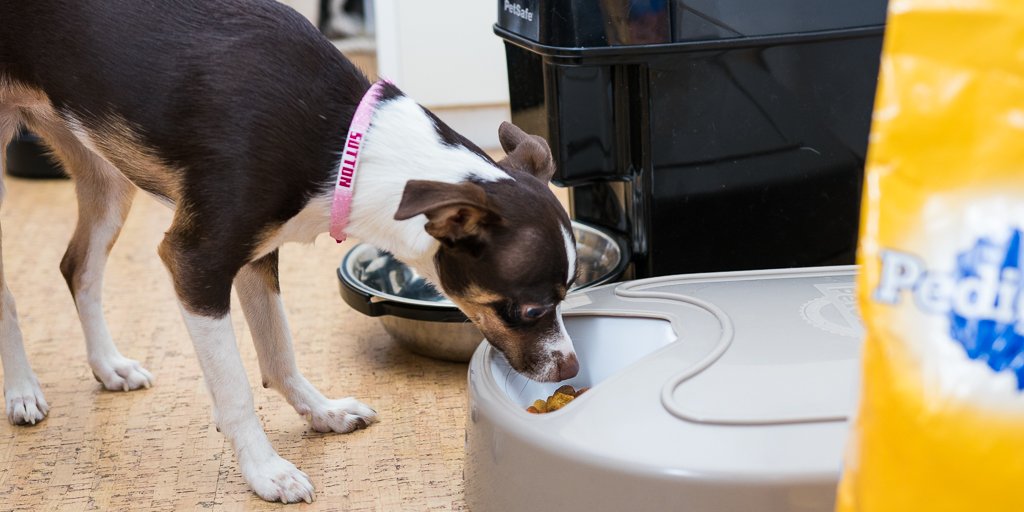 Wirecutter On Twitter If You Want To Feed Your Cat Or Small Dog