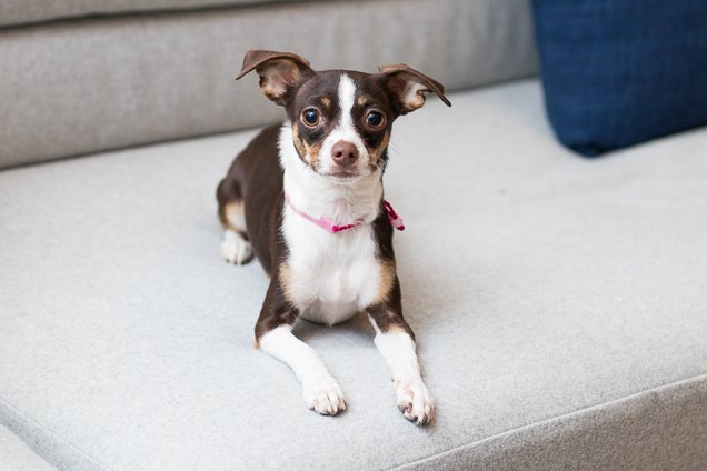 Wirecutter On Twitter If You Want To Feed Your Cat Or Small Dog